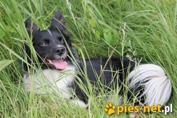 Czarujący, inteligentny i żywiołowy, miniaturka Border Collie